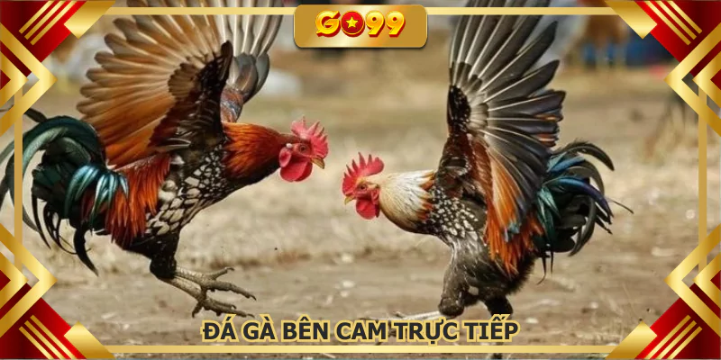 Đá gà bên Cam trực tiếp GO99